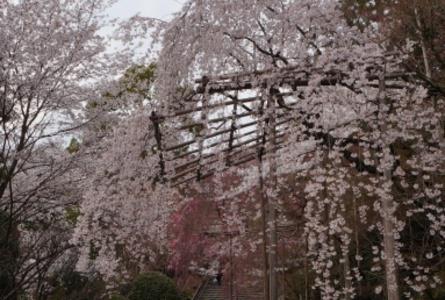 龙安寺Ryoanji