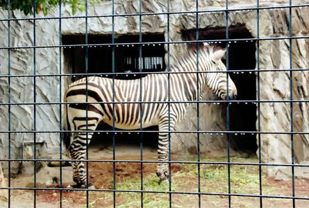 上野动物园Ueno Zoo