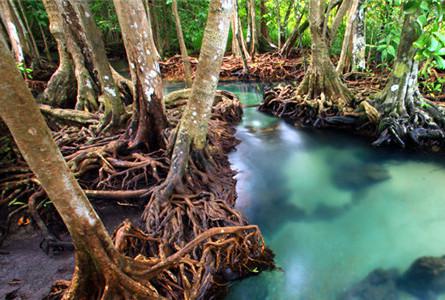 兰卡威红树林Langkawi Mangroves