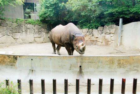 上野动物园Ueno Zoo