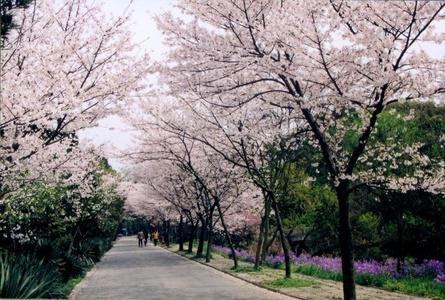 上野公园Ueno Park
