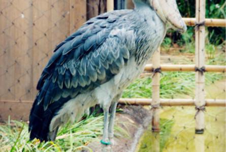 上野动物园Ueno Zoo
