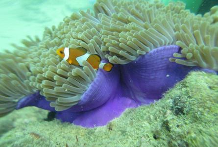 珊瑚岛Coral Island