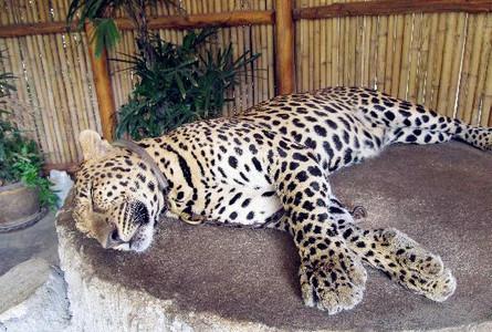 那慕昂野生动物园NaMuang Safari Park
