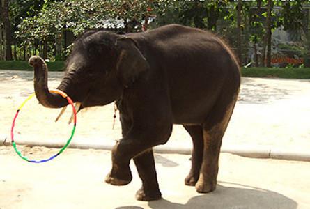 那慕昂野生动物园NaMuang Safari Park