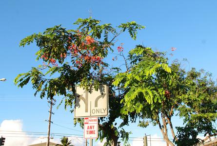 钻石头山Diamond Head State Monument