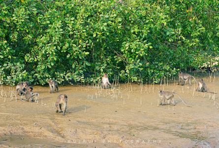威士顿红树林Weston Mangrove