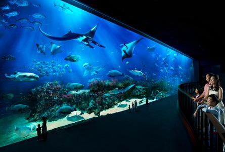 . . .海洋馆 . . .S.E.A. Aquarium