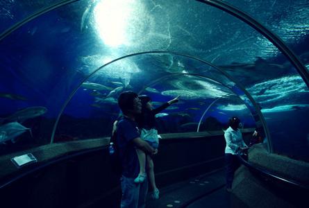 . . .海洋馆 . . .S.E.A. Aquarium