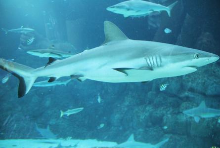 . . .海洋馆 . . .S.E.A. Aquarium