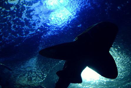 . . .海洋馆 . . .S.E.A. Aquarium