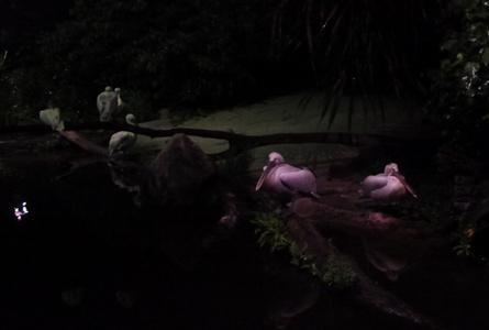 新加坡夜间野生动物园Night Safari