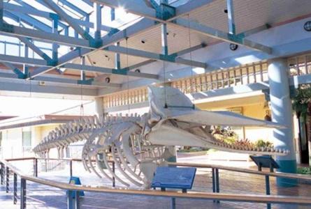 捕鲸村博物馆Whalers Village Museum