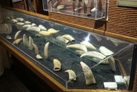 捕鲸村博物馆Whalers Village Museum