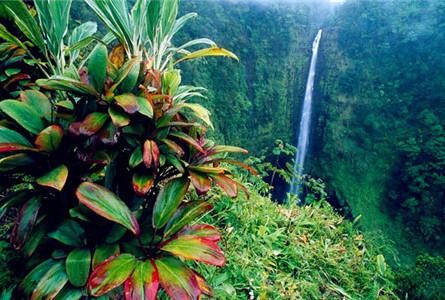 阿卡卡瀑布州立公园Akaka Falls State Park