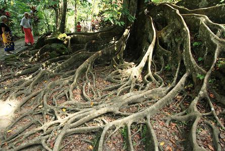 象窟Elephant Cave