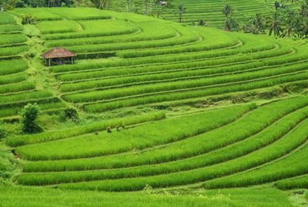 嘉迪卢维梯田Jatiluwih rice terrace