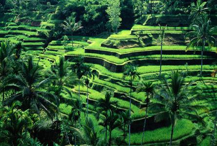 嘉迪卢维梯田Jatiluwih rice terrace