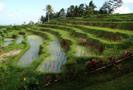 嘉迪卢维梯田Jatiluwih rice terrace