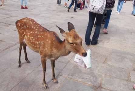 东大寺Todaiji Temple