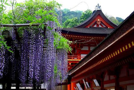 春日山原始林