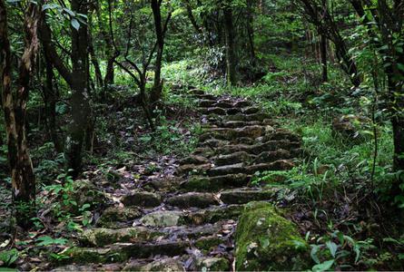 春日山原始林