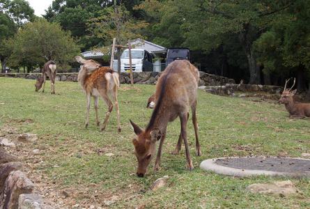 春日大社Kasuga Taisha