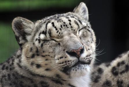 札幌市圆山动物园Maruyama Zoo