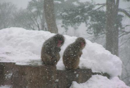 札幌市圆山动物园Maruyama Zoo
