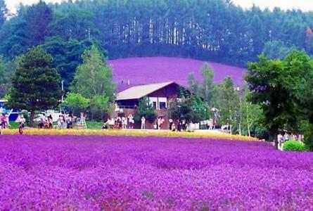彩香之里Saikano Sato