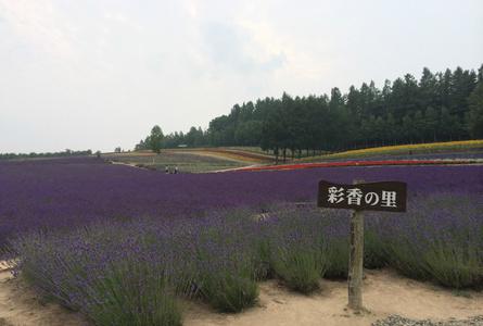 彩香之里Saikano Sato
