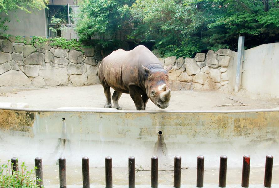 上野动物园ueno Zoo 八大洲旅游